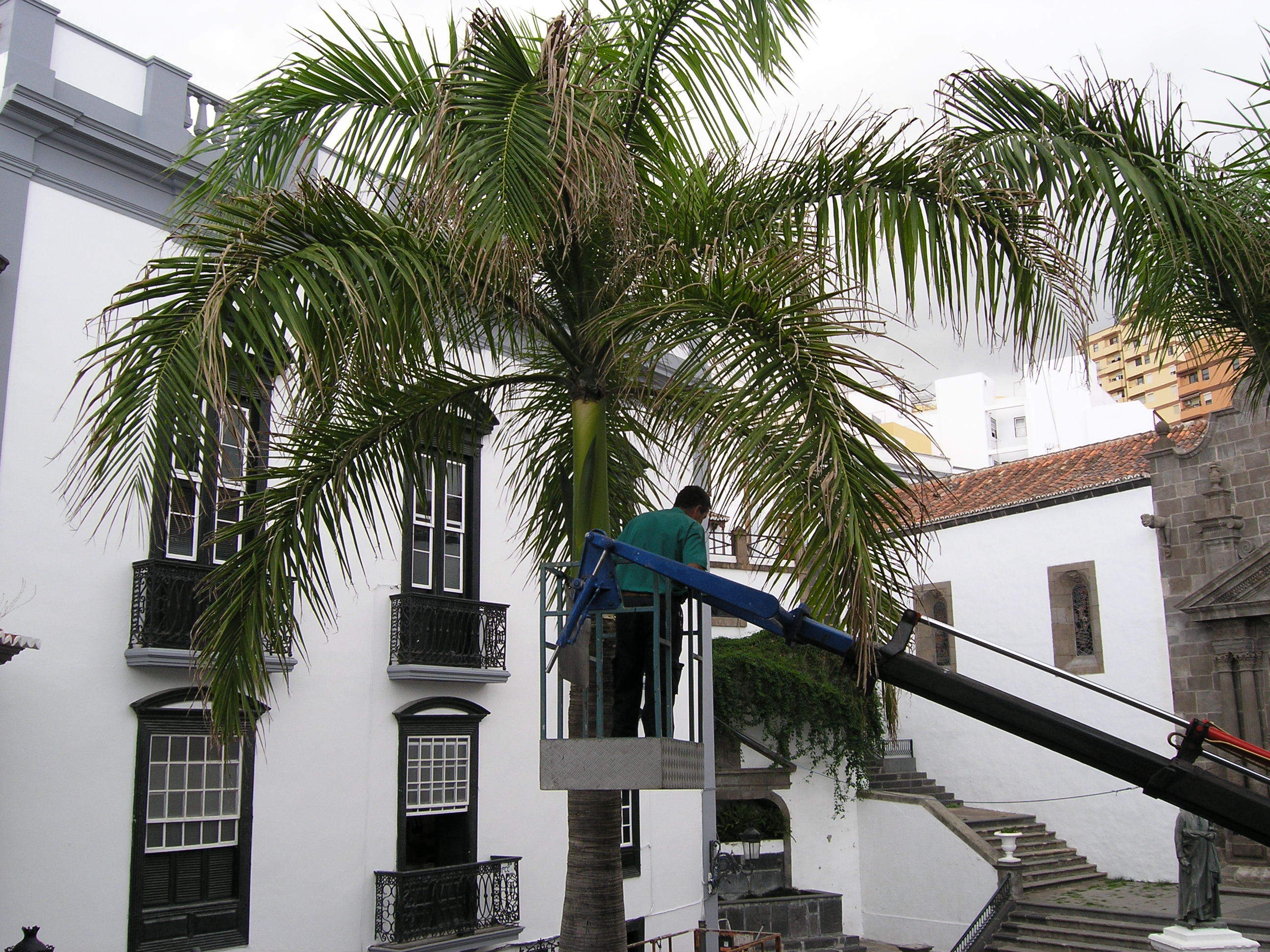 El Ayuntamiento de Santa Cruz de La Palma inicia este martes la poda y tratamiento de más de 150 palmeras del casco urbano