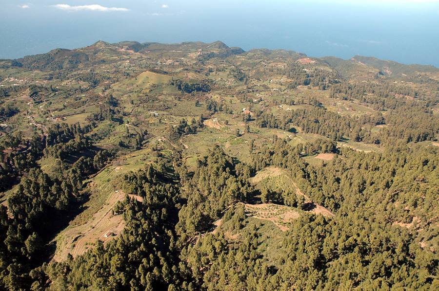 Investigan a un hombre en La Palma por un presunto delito relativo a la protección de animales domésticos