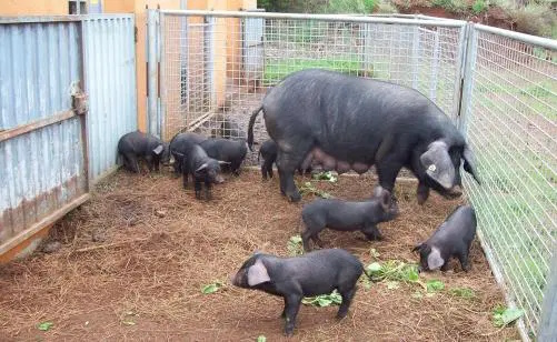 El Gobierno de Canarias convoca ayudas POSEI a la producción de reproductoras de porcino