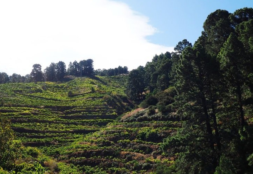 Garafía pone en marcha el Plan de Activación Agraria para recuperar fincas y reforzar el sector primario