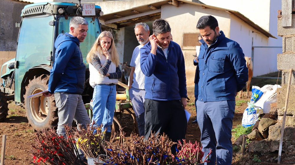 El Gobierno de Canarias inicia ensayos con patrones de vid resistentes a la filoxera