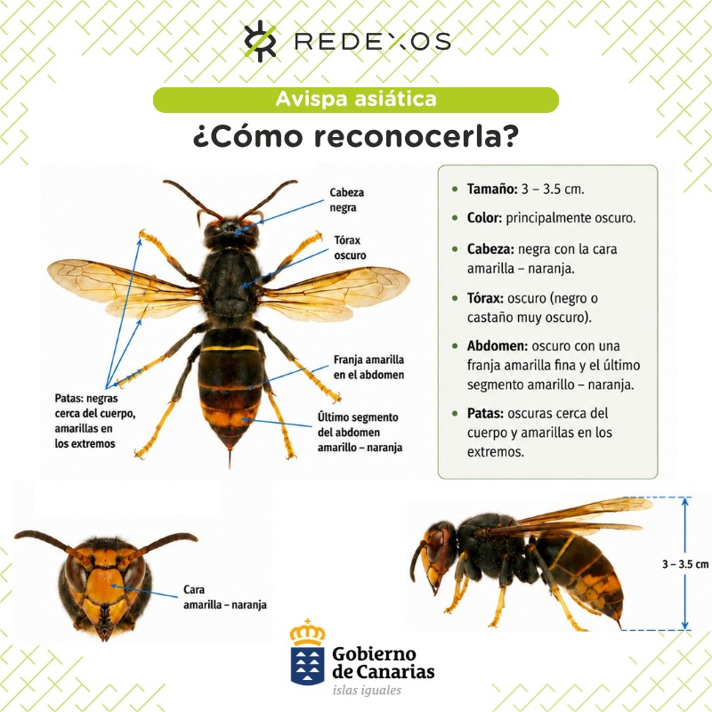 El Gobierno de Canarias confirma la primera detección de avispa asiática en el archipiélago